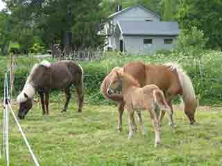 New foal at the fair (Storsteinnes, Norway)