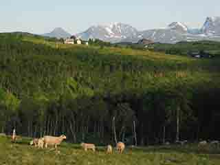 Fjellbygda in verdant highland summer (From Mortenhalsskolten, Norway)