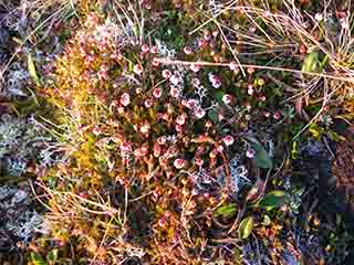 Heather flower micro-forest in sun (Mortenhalsskolten, Norway)