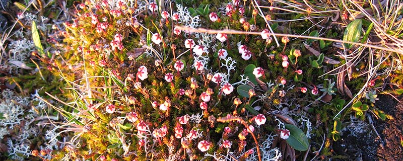 Heather flower micro-forest in sun (Mortenhalsskolten, Norway)