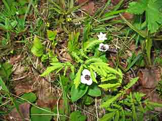 Early blueberry flowers 1 (Mortenhalsskolten, Norway)