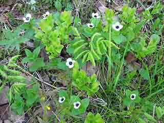 Early blueberry flowers 2 (Mortenhalsskolten, Norway)