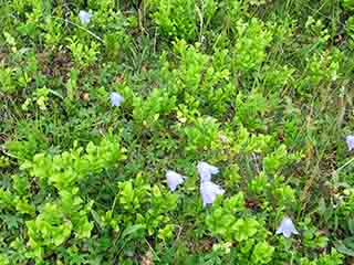 Tiny mountain bluebells (Vassbruna, Norway)