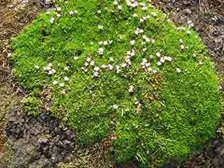 Tiny white-pink moss flowers (Leirtinden, Norway)