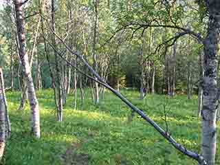 The True Path leads safely through (Vassbruna range, Norway)