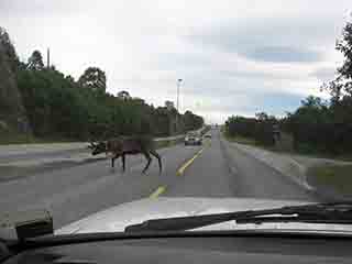 Reindeer crosses road at bus stop (Kvaløya, Norway)