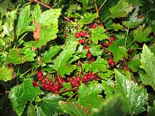 Ripe rips (red currants) (Fjellbygda, Norway)