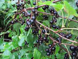 Ripe solbær (black currants) (Fjellbygda, Norway)