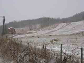 The grass is whiter on the other side (Josefvatn, Norway)