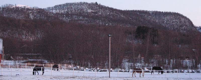 Horses under a peaceful Christmas moon (Mortenhals, Norway)