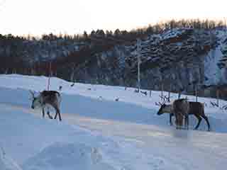 Reindeer climb up icy road (Skutvik, Norway)