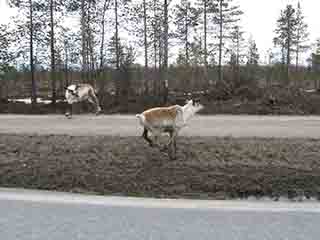 Reindeer sprint away from road (Near Storsteinnes, Norway)